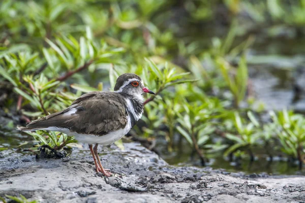 Drie-banded plevier in Kruger National Park, Zuid-Afrika — Stockfoto