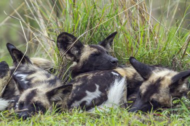 Afrika yaban köpeği Kruger National park, Güney Afrika