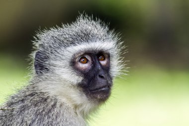 Kruger Ulusal Parkı, Güney Afrika 'da Vervet Maymunu