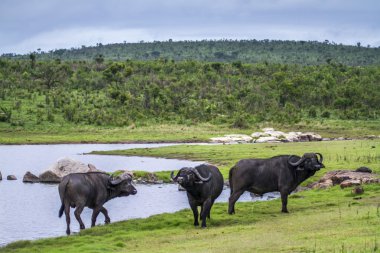 Afrika manda Kruger National park, Güney Afrika