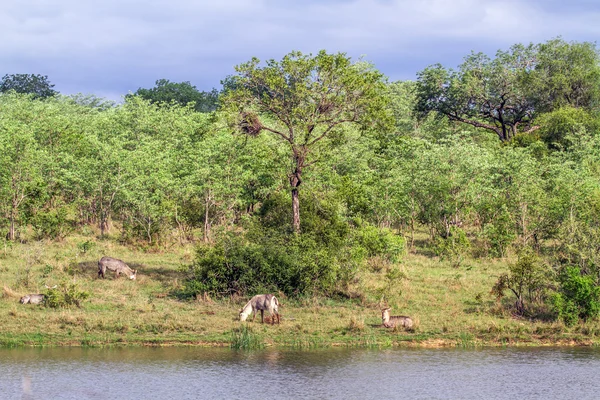 Voduška velká v kruger national park, Jihoafrická republika — Stock fotografie
