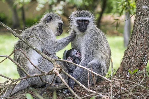 Kruger Ulusal Parkı, Güney Afrika 'da Vervet Maymunu