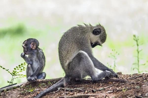 Πίθηκος του Vervet στο Εθνικό Πάρκο Kruger, Νότια Αφρική — Φωτογραφία Αρχείου