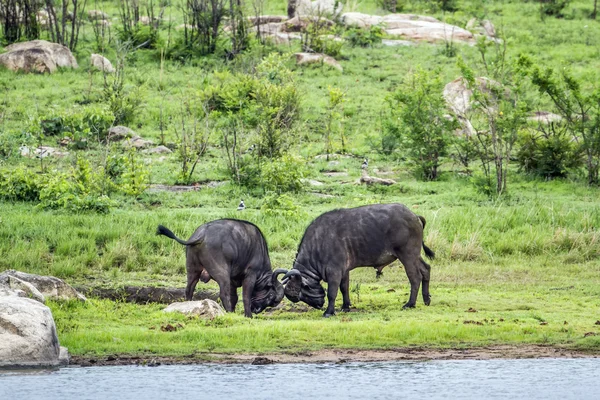 Búfalo africano no Parque Nacional Kruger, África do Sul — Fotografia de Stock