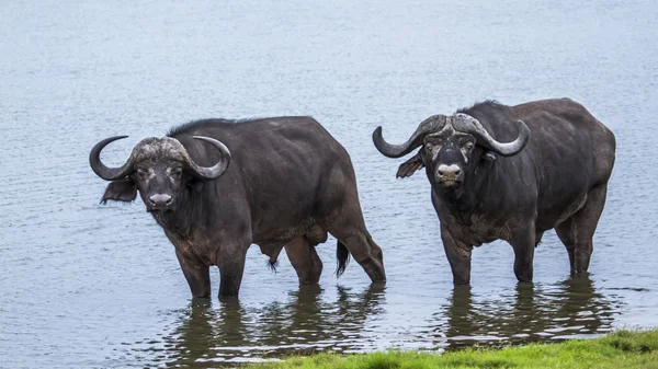 Búfalo africano en el Parque Nacional Kruger, Sudáfrica — Foto de Stock