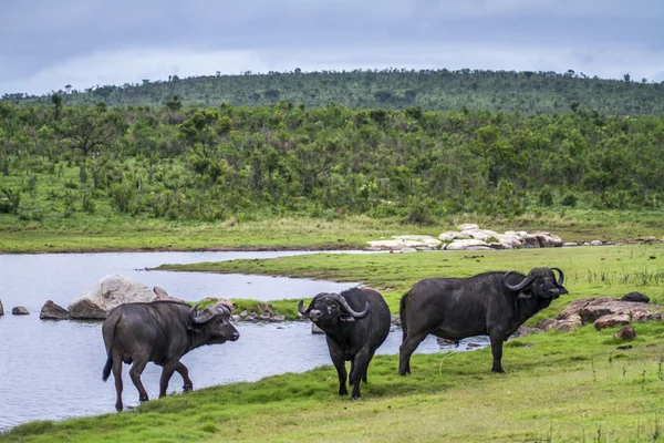 Kafferbivaly Kruger Nemzeti park, Dél-afrikai Köztársaság — Stock Fotó