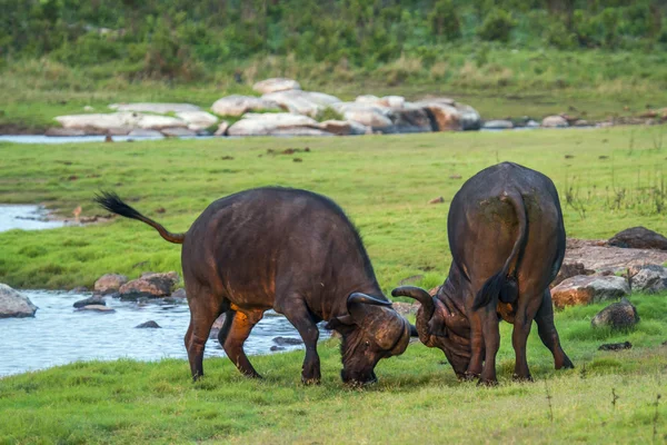 Αφρικής βουβάλια σε εθνικό πάρκο Κρούγκερ, Νότια Αφρική — Φωτογραφία Αρχείου
