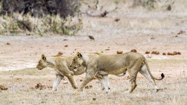 Afrika aslanı Kruger National park, Güney Afrika