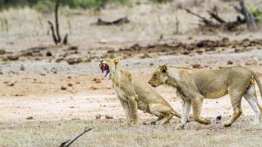 Afrika aslanı Kruger National park, Güney Afrika