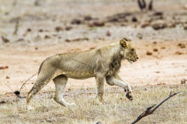 Afrika aslanı Kruger National park, Güney Afrika
