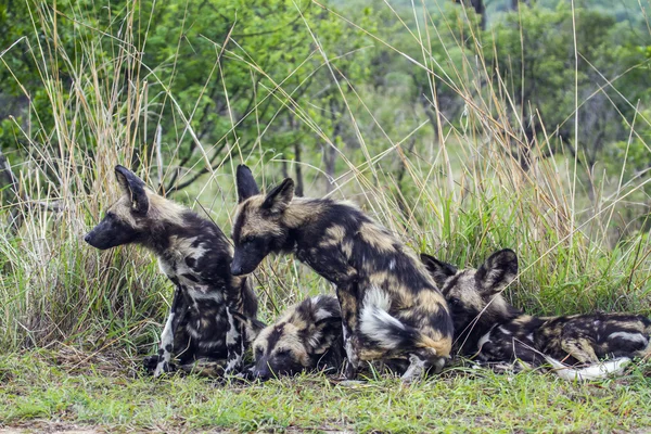 Afrikanischer Wildhund im Kruger Nationalpark, Südafrika — Stockfoto