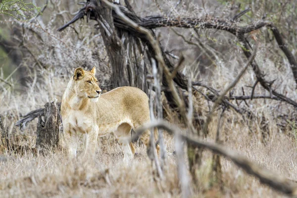 Afrikaanse leeuw in Kruger National park, Zuid-Afrika — Stockfoto