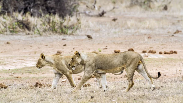 African lion in Kruger National park, South Africa — Stock Photo, Image