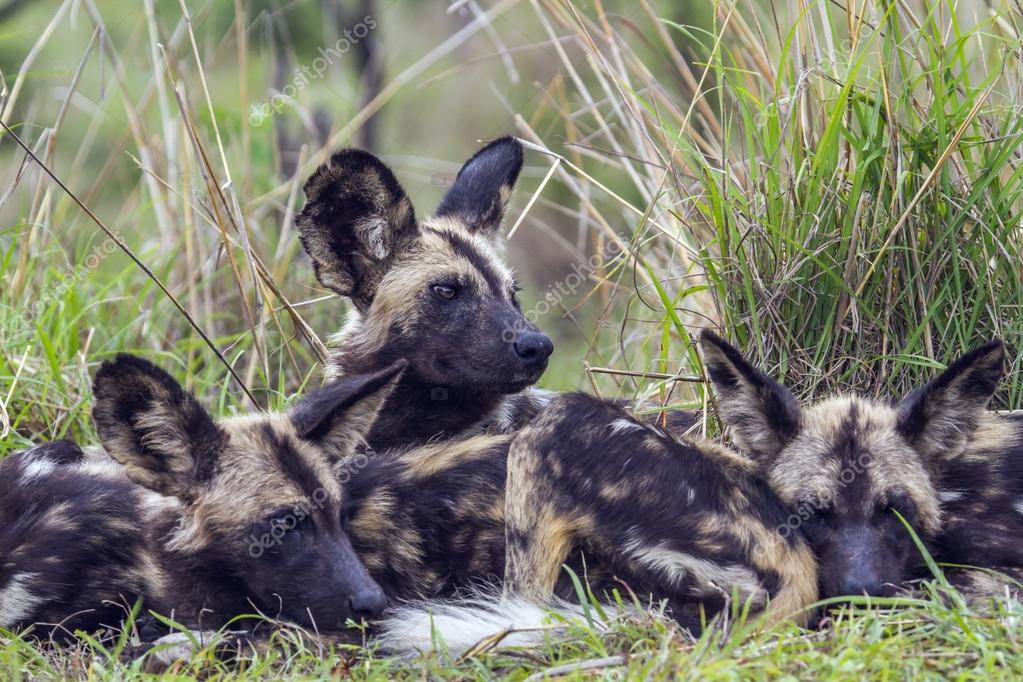 Afrikaanse wilde hond in Kruger National park, Zuid-Afrika ...