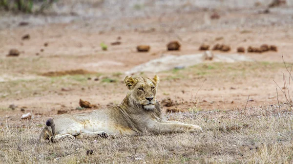 Afrikaanse leeuw in Kruger National park, Zuid-Afrika — Stockfoto