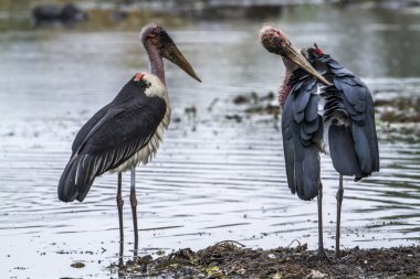 Marabut leylek Kruger National park, Güney Afrika