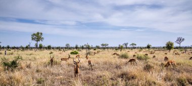 Impala Kruger National park, Güney Afrika
