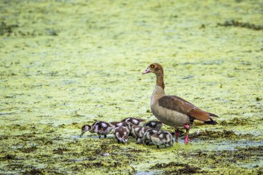Mısır kaz Kruger National park, Güney Afrika