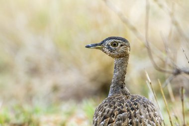 Kara karınlı damla Kruger National park, Güney Afrika