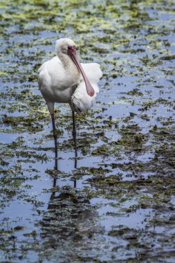 AK kaşıkçı Kruger National park, Güney Afrika