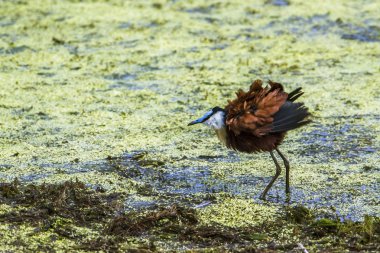 African jacana in Kruger National park, South Africa clipart