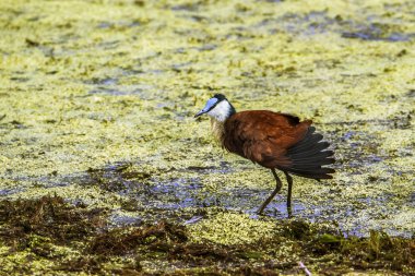 Afrika jasana Kruger National park, Güney Afrika