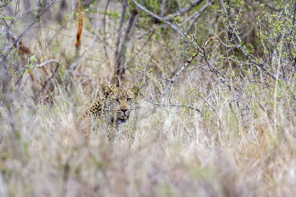 Леопард в Национальном парке Крюгер, ЮАР — стоковое фото