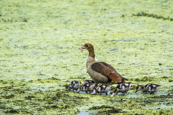 Egyptisk gås i Kruger National park, Sydafrika — Stockfoto