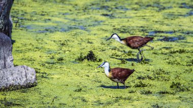 African jacana in Kruger National park, South Africa clipart