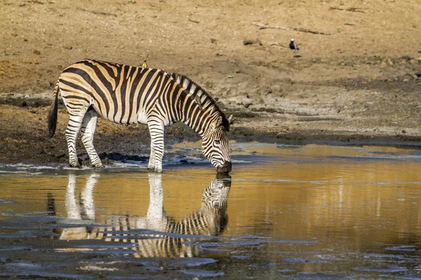 Alföldi zebra Kruger Nemzeti park, Dél-afrikai Köztársaság — Stock Fotó