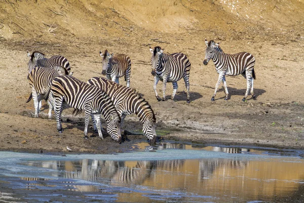 Llanuras de cebra en el Parque Nacional Kruger, Sudáfrica — Foto de Stock