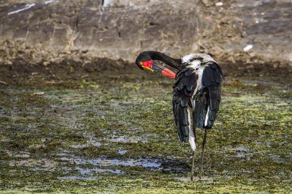 Saddle-billed stork in Kruger National park, South Africa — Stock Photo, Image