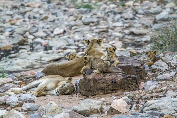 Leão africano no Parque Nacional Kruger, África do Sul — Fotografia de Stock