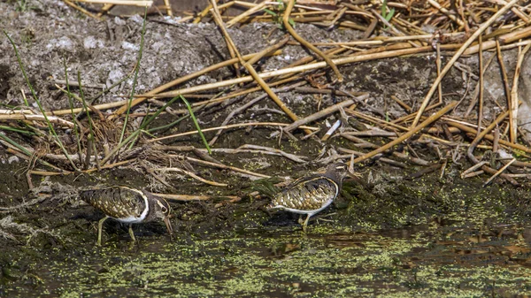 Greater Painted-snipe in Kruger National park, South Africa — Stock Photo, Image