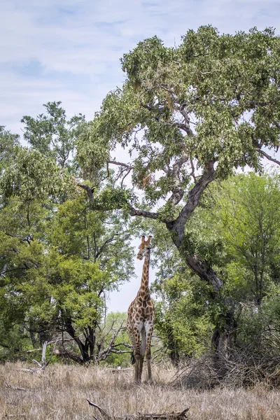 Zsiráf a Kruger Nemzeti Parkban, Dél-Afrika — Stock Fotó