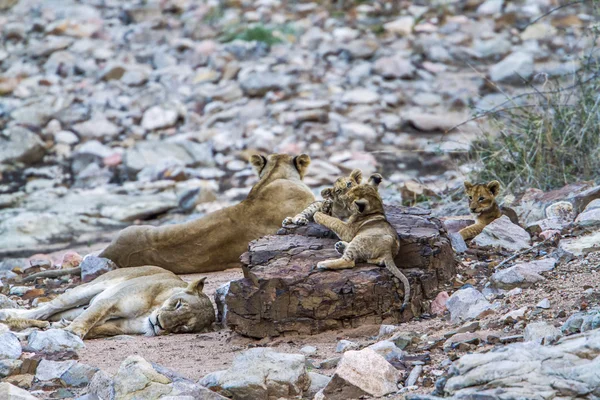 Afrikai oroszlán Kruger Nemzeti park, Dél-afrikai Köztársaság — Stock Fotó