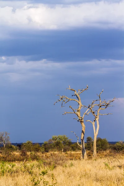 Savannah paisagem no Parque Nacional Kruger, África do Sul — Fotografia de Stock