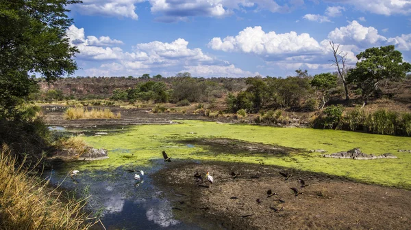 Sweni skrýt v Kruger National park, Jihoafrická republika — Stock fotografie