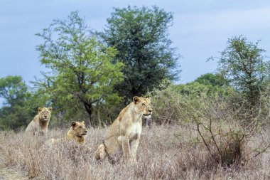 Afrika aslanı Kruger National park, Güney Afrika