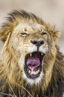 Lion in Kruger National park clipart