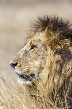 Aslan Kruger National park