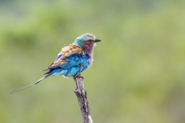 Lilac-breasted roller in Kruger National park, South Africa clipart