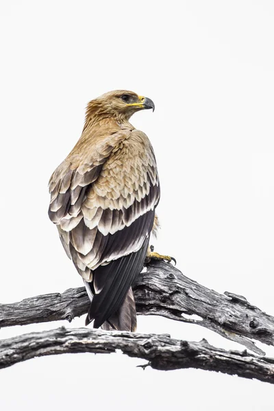 Tawny Eagle in Kruger National Park, South Africa — стоковое фото