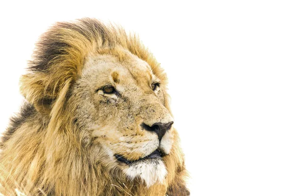 León en el Parque Nacional Kruger — Foto de Stock