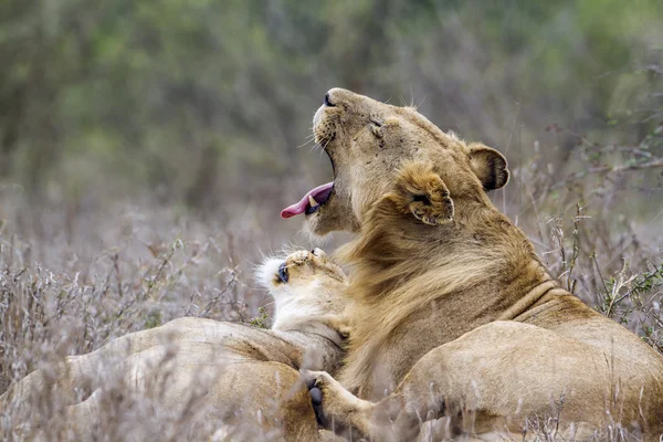 Afrikai oroszlán Kruger Nemzeti park, Dél-afrikai Köztársaság — Stock Fotó