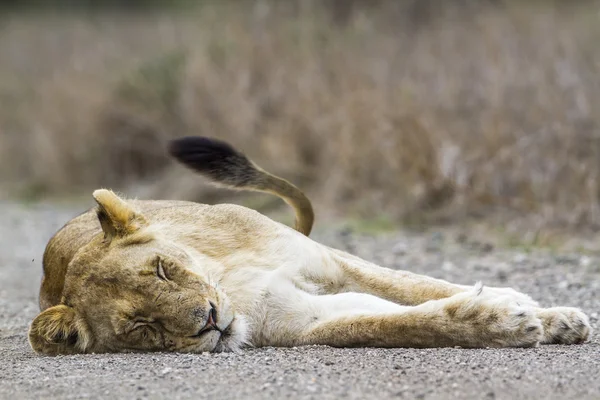 Africký Lev v Kruger National park, Jihoafrická republika — Stock fotografie