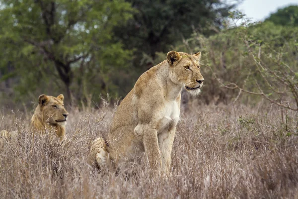 León africano en el Parque Nacional Kruger, Sudáfrica — Foto de Stock