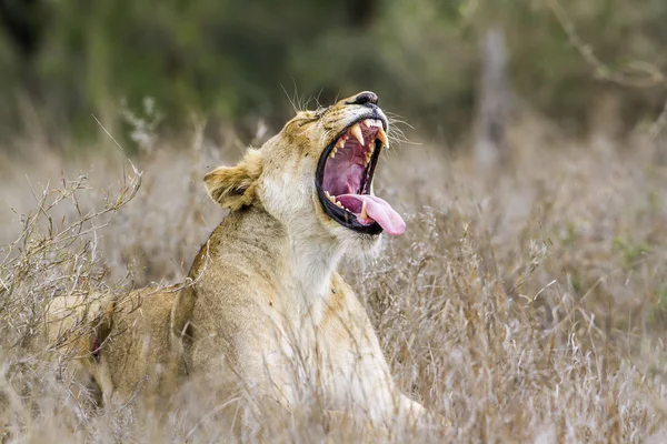 Африканський Лев в Національний парк Крюгера, Південно-Африканська Республіка — стокове фото