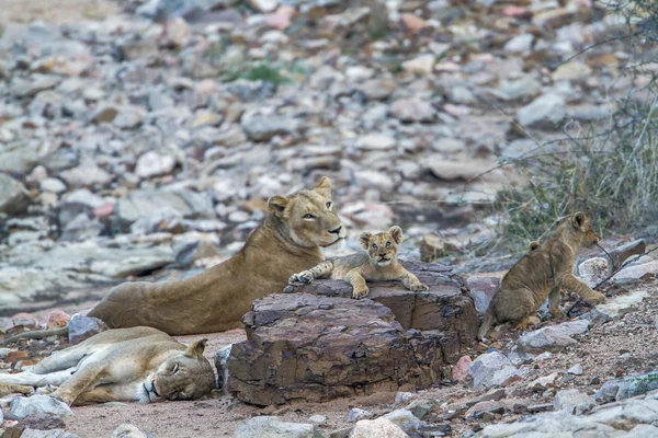 Afrikai oroszlán Kruger Nemzeti park, Dél-afrikai Köztársaság — Stock Fotó