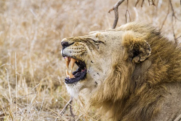 Lew w Kruger National park — Zdjęcie stockowe